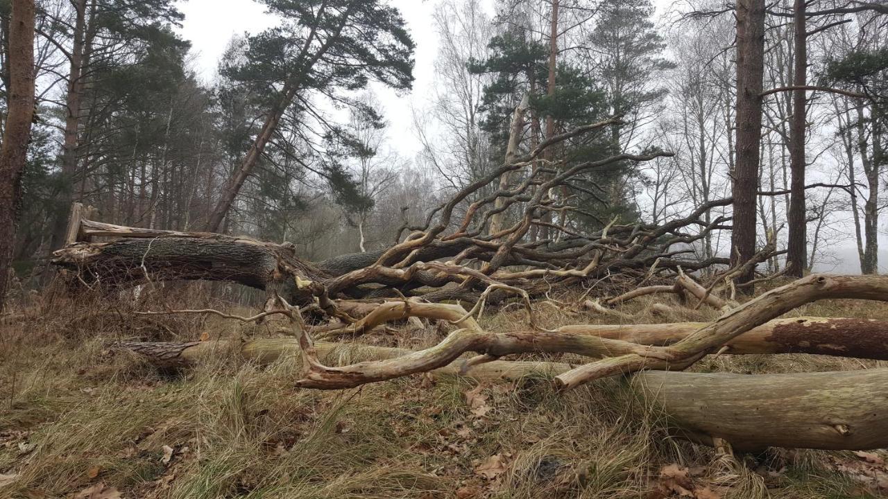 Slowinskie Widoki Domki Flora, Fauna, Noclegi Smoldzinski Las Smoldziński Las Exterior foto
