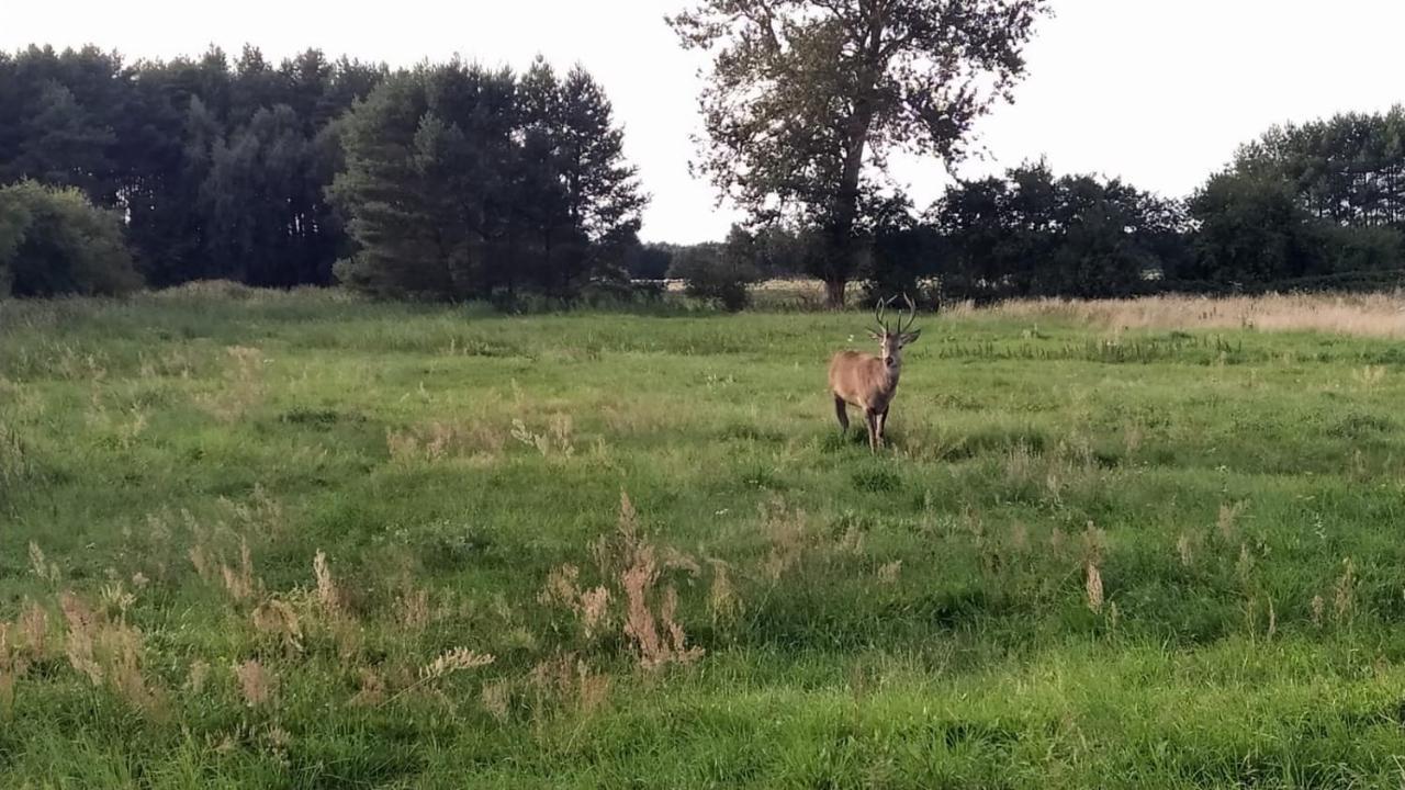 Slowinskie Widoki Domki Flora, Fauna, Noclegi Smoldzinski Las Smoldziński Las Exterior foto