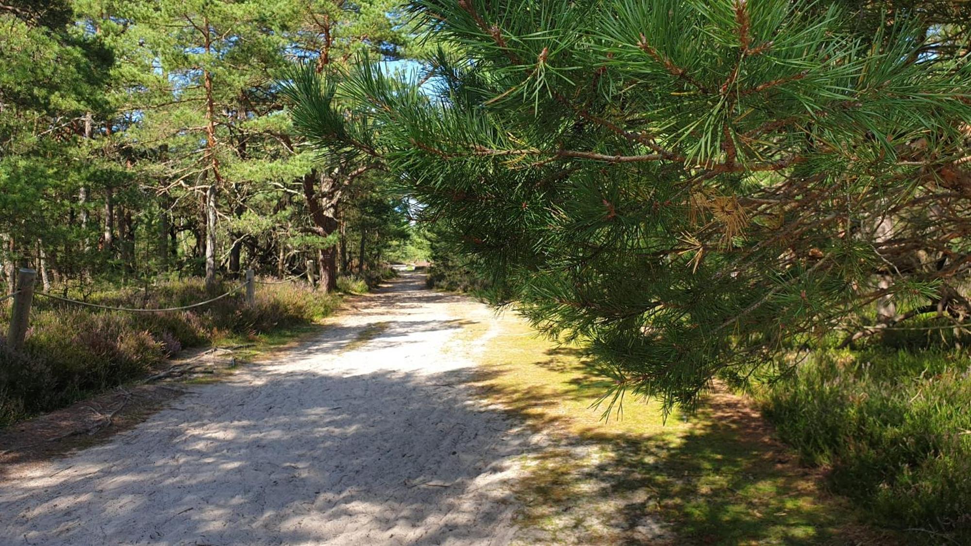 Slowinskie Widoki Domki Flora, Fauna, Noclegi Smoldzinski Las Smoldziński Las Exterior foto